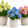 Set of 2 Hydrangea Tree Live Plants - Phantom, Limelight, Blue - 5-10 Inch Tall, 2.5 Inch Pot, Outdoor - Image 1