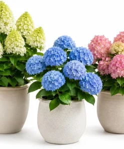 Set of 2 Hydrangea Tree Live Plants - Phantom, Limelight, Blue - 5-10 Inch Tall, 2.5 Inch Pot, Outdoor - Image 1