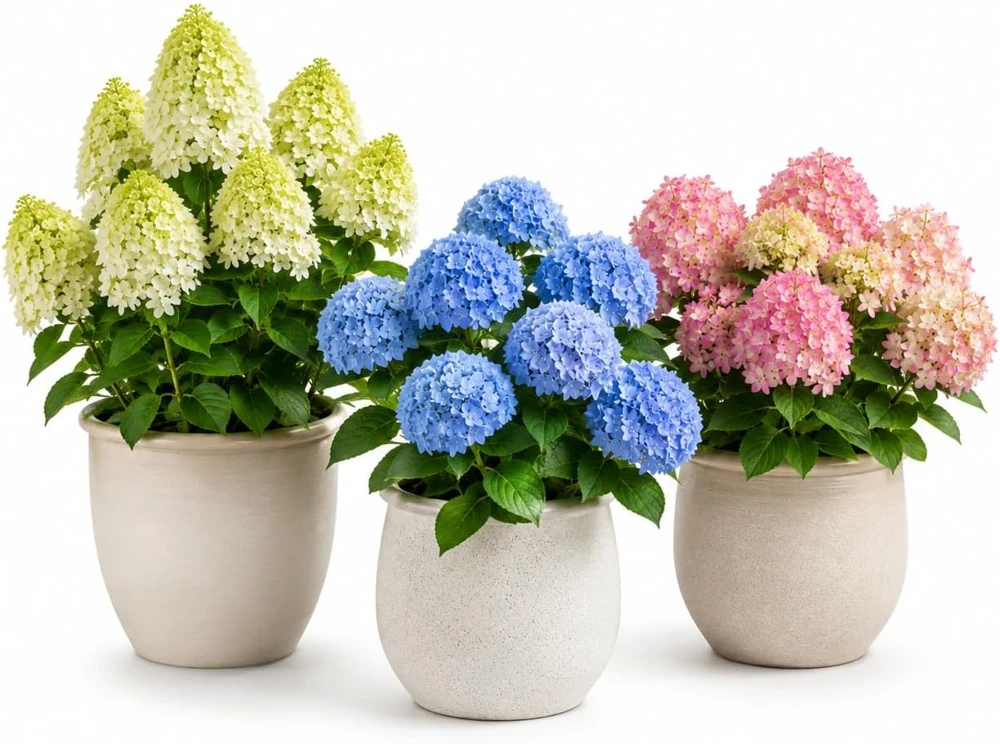 Set of 2 Hydrangea Tree Live Plants - Phantom, Limelight, Blue - 5-10 Inch Tall, 2.5 Inch Pot, Outdoor - Image 1