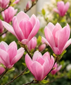 Set of 2 Jane Magnolia Live Plants, Pink Fragrant Bush Flowers, 5-10 Inch Tall, 2.5 Inch Pot - Image 1