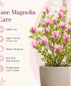 Set of 2 Jane Magnolia Live Plants, Pink Fragrant Bush Flowers, 5-10 Inch Tall, 2.5 Inch Pot - Image 4