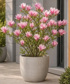 Set of 2 Jane Magnolia Live Plants, Pink Fragrant Bush Flowers, 5-10 Inch Tall, 2.5 Inch Pot - Image 6