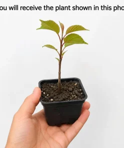 Set of 2 Kwanzan Cherry Live Plants, 2.5 Inch Pot, Cherry Blossom Tree, Outdoor - Image 2