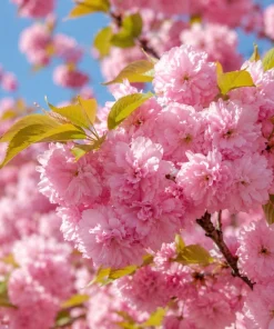Set of 2 Kwanzan Cherry Live Plants, 2.5 Inch Pot, Cherry Blossom Tree, Outdoor - Image 3