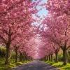 Set of 2 Kwanzan Cherry Live Plants, 2.5 Inch Pot, Cherry Blossom Tree, Outdoor - Image 1