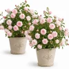 Set of 2 Light Pink Climbing Rose Plants – Fragrant Perennial Bush, 2-4 Inch Tall, Outdoor - Image 1