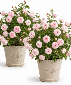 Set of 2 Light Pink Climbing Rose Plants – Fragrant Perennial Bush, 2-4 Inch Tall, Outdoor - Image 1