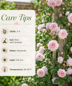 Set of 2 Light Pink Climbing Rose Plants – Fragrant Perennial Bush, 2-4 Inch Tall, Outdoor - Image 5
