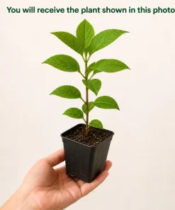 Set of 2 Limelight Hydrangea Live Plants, 5-10 Inch Tall, 2.5 Inch Pot, Outdoor Flowering Shrub - Image 2