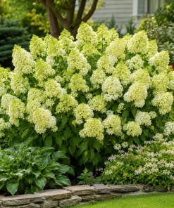 Set of 2 Limelight Hydrangea Live Plants, 5-10 Inch Tall, 2.5 Inch Pot, Outdoor Flowering Shrub - Image 6