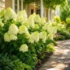 Set of 2 Limelight Hydrangea Live Plants, 5-10 Inch Tall, 2.5 Inch Pot, Outdoor Flowering Shrub - Image 1