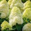 Set of 2 Limelight Hydrangea Tree Live Plants, 5-10 In. Tall, 2.5 In. Pot, Lime-Green Blooms, Outdoor - Image 1