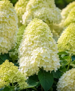 Set of 2 Limelight Hydrangea Tree Live Plants, 5-10 In. Tall, 2.5 In. Pot, Lime-Green Blooms, Outdoor - Image 1