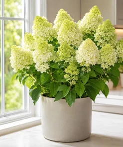 Set of 2 Limelight Hydrangea Tree Live Plants, 5-10 In. Tall, 2.5 In. Pot, Lime-Green Blooms, Outdoor - Image 2