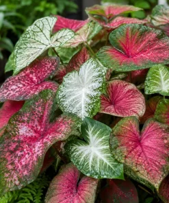 Set of 2 Live Caladium Plants, 3-6 Inch Colorful Foliage Starter Plants, Indoor & Outdoor - Image 2