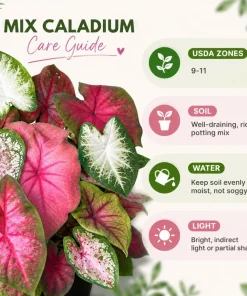 Set of 2 Live Caladium Plants, 3-6 Inch Colorful Foliage Starter Plants, Indoor & Outdoor - Image 4