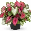 Set of 2 Live Caladium Plants, 3-6 Inch Colorful Foliage Starter Plants, Indoor & Outdoor - Image 1