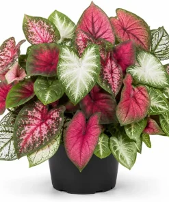 Set of 2 Live Caladium Plants, 3-6 Inch Colorful Foliage Starter Plants, Indoor & Outdoor - Image 1