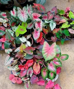 Set of 2 Live Caladium Plants, 3-6 Inch Colorful Foliage Starter Plants, Indoor & Outdoor - Image 5