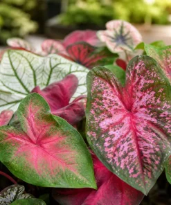Set of 2 Live Caladium Plants, 3-6 Inch Colorful Foliage Starter Plants, Indoor & Outdoor - Image 6