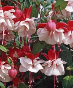 Set of 2 Live Swingtime Fuchsia Plants – 5