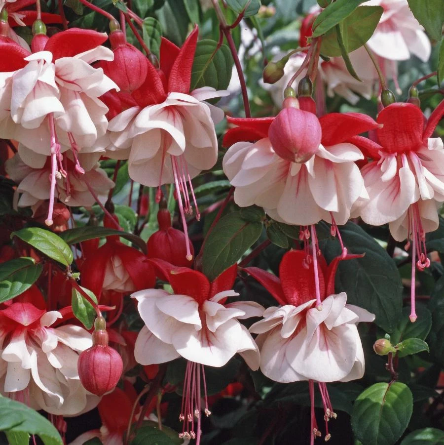Set of 2 Live Swingtime Fuchsia Plants – 5" Pots – Red & White Blooms – Attracts Hummingbirds - Image 1