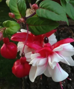 Set of 2 Live Swingtime Fuchsia Plants – 5" Pots – Red & White Blooms – Attracts Hummingbirds - Image 2