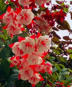Set of 2 Live Swingtime Fuchsia Plants – 5