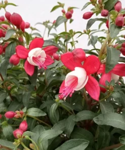 Set of 2 Live Swingtime Fuchsia Plants – 5