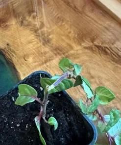 Set of 2 Live Swingtime Fuchsia Plants – 5
