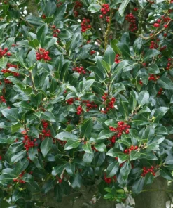 Set of 2 Needlepoint Holly Live Plants, 4-6