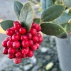 Set of 2 Needlepoint Holly Live Plants, 4-6" Tall in 3" Pot - Outdoor Shrub - Image 1