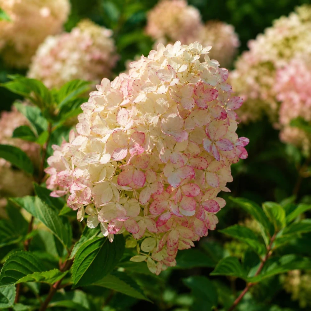 Set of 2 Phantom Hydrangea Live Plants, Pink White, 5-10 Inch Tall, 2.5 Inch Pot - Image 3
