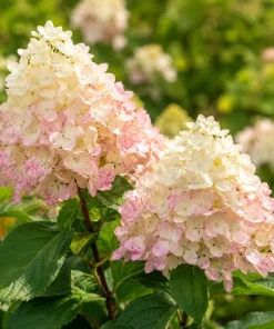 Set of 2 Phantom Hydrangea Live Plants, Pink White, 5-10 Inch Tall, 2.5 Inch Pot - Image 7
