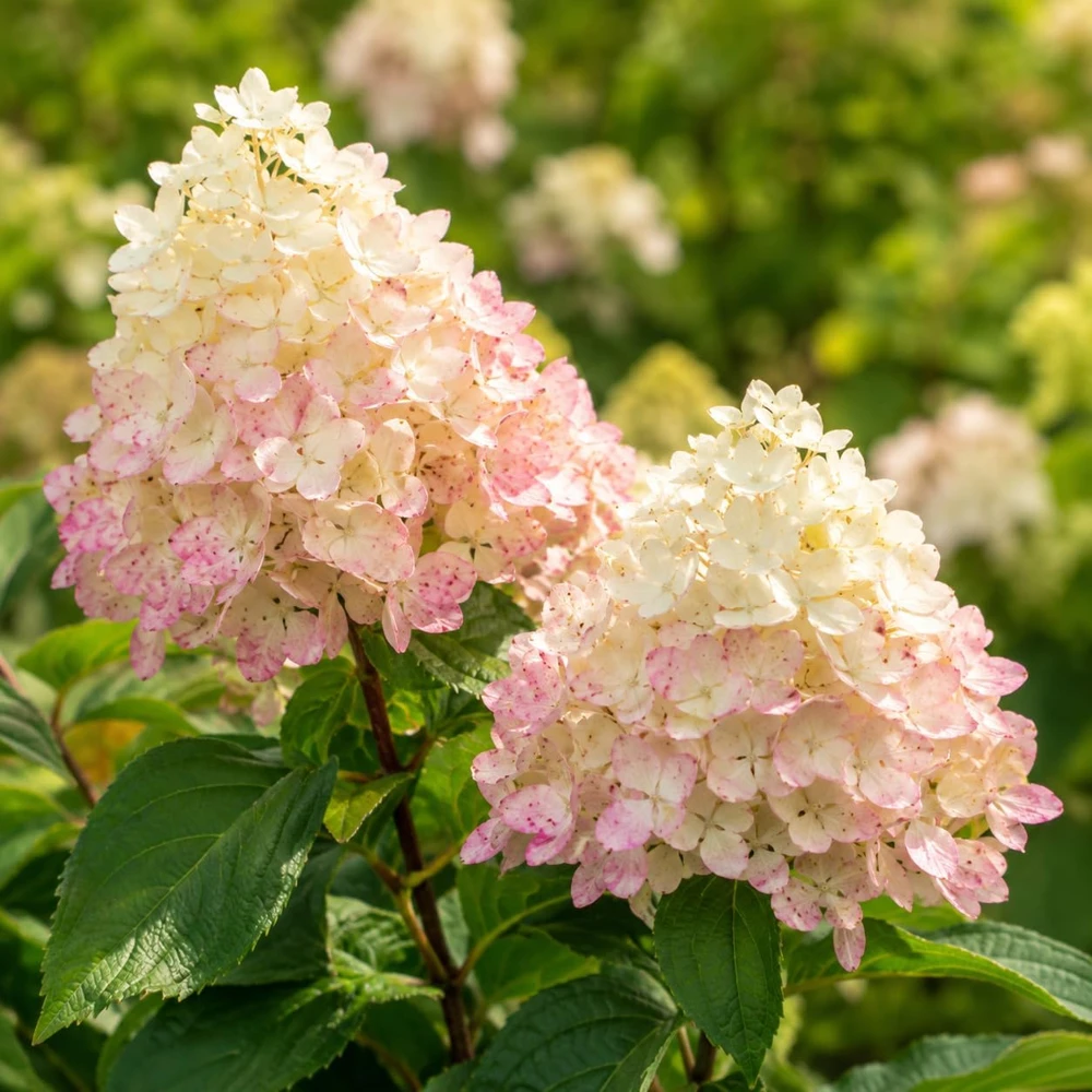 Set of 2 Phantom Hydrangea Live Plants, Pink White, 5-10 Inch Tall, 2.5 Inch Pot - Image 7