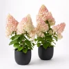 Set of 2 Phantom Hydrangea Live Plants, Pink White, 5-10 Inch Tall, 2.5 Inch Pot - Image 1