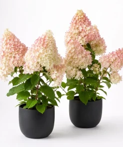 Set of 2 Phantom Hydrangea Live Plants, Pink White, 5-10 Inch Tall, 2.5 Inch Pot - Image 1
