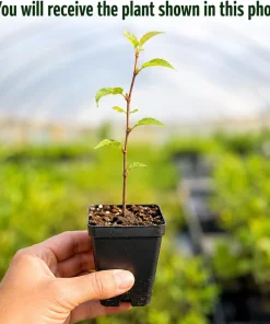 Set of 2 Pink Cherry Blossom Live Plants | 5-10 In Tall, 2.5 In Pot | Outdoor Flowering Tree - Image 2