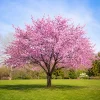 Set of 2 Pink Cherry Blossom Live Plants | 5-10 In Tall, 2.5 In Pot | Outdoor Flowering Tree - Image 1