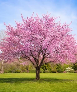 Set of 2 Pink Cherry Blossom Live Plants | 5-10 In Tall, 2.5 In Pot | Outdoor Flowering Tree - Image 1
