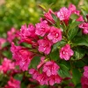 Set of 2 Pink Weigela Live Plants, Blooming Shrubs, 6-12 Inch Tall, Quart Pot, Outdoor - Image 1