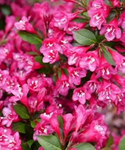Set of 2 Pink Weigelia Live Plants, 6-12 Inch Tall, 4