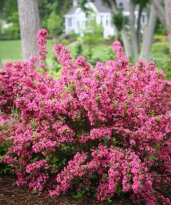 Set of 2 Pink Weigelia Live Plants, 6-12 Inch Tall, 4