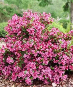 Set of 2 Pink Weigelia Live Plants, 6-12 Inch Tall, 4