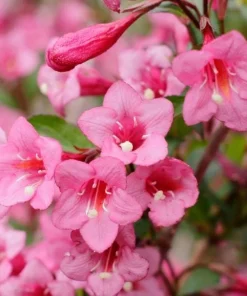 Set of 2 Pink Weigelia Live Plants, 6-12 Inch Tall, 4