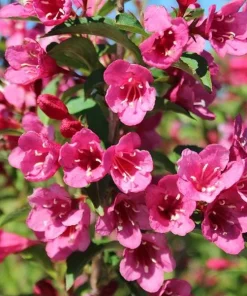 Set of 2 Pink Weigelia Live Plants, 6-12 Inch Tall, 4