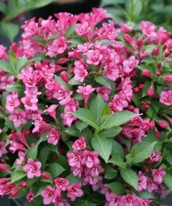 Set of 2 Pink Weigelia Live Plants, 6-12 Inch Tall, 4