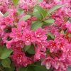 Set of 2 Pink Weigelia Live Plants, 6-12 Inch Tall, 4" Pot, Outdoor Shrub - Image 1