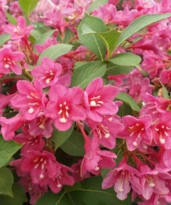 Set of 2 Pink Weigelia Live Plants, 6-12 Inch Tall, 4