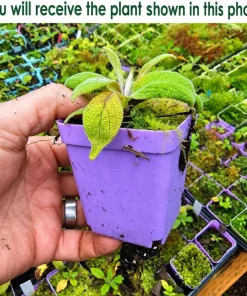 Set of 2 Purple Foxglove Live Plants - Hardy Perennial Flowers, 2-4" Tall, 3" Pot - Image 2